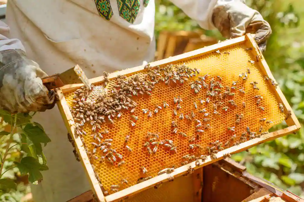 Beekeeping: A Profitable Endeavor or a Labor of Love?缩略图