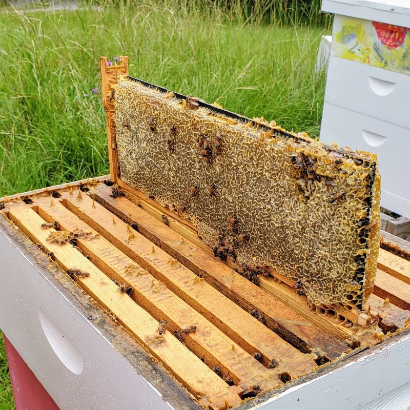 Beekeeping: A Rewarding Yet Challenging Endeavor缩略图