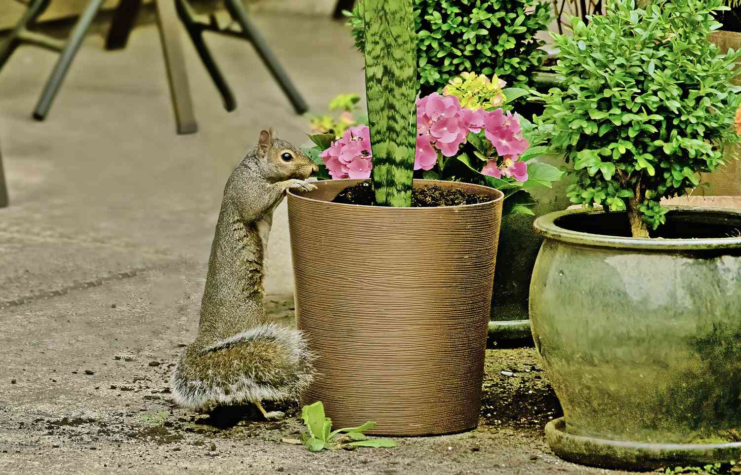 Safeguarding Container Gardens: Effective Squirrel Deterrence Techniques for Ethical and Humane Protection插图2
