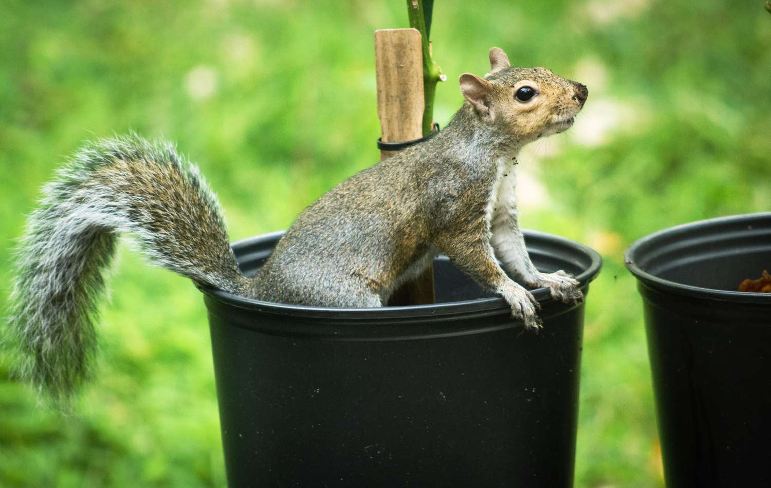 How to Keep Squirrels Out of Flower Pots: Protecting Your Plants from Unwanted Guests缩略图