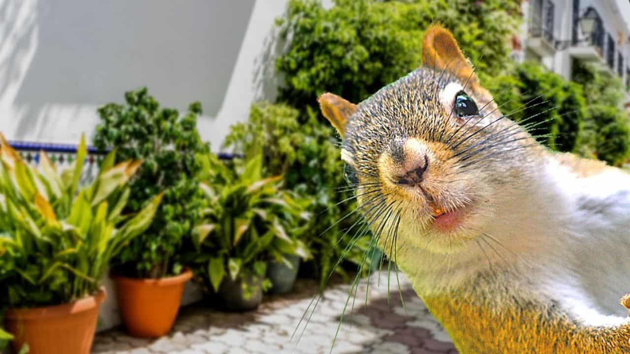 Safeguarding Container Gardens: Effective Squirrel Deterrence Techniques for Ethical and Humane Protection插图1