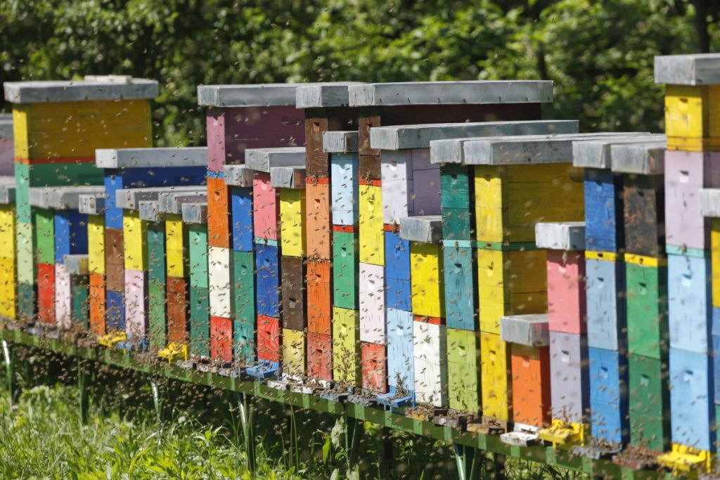 is beekeeping profitable