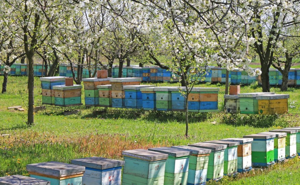 Beekeeping: A Profitable Endeavor or a Labor of Love?插图2