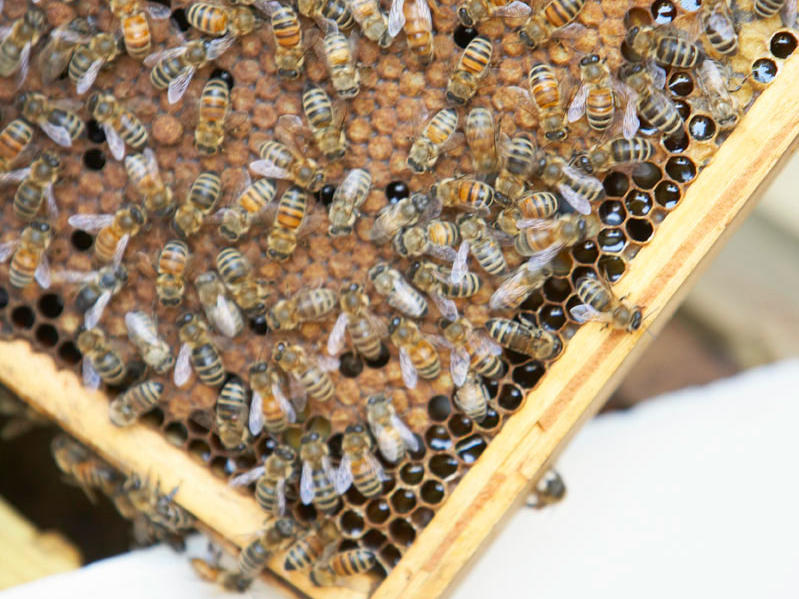 Beekeeping: A Rewarding Yet Challenging Endeavor插图2