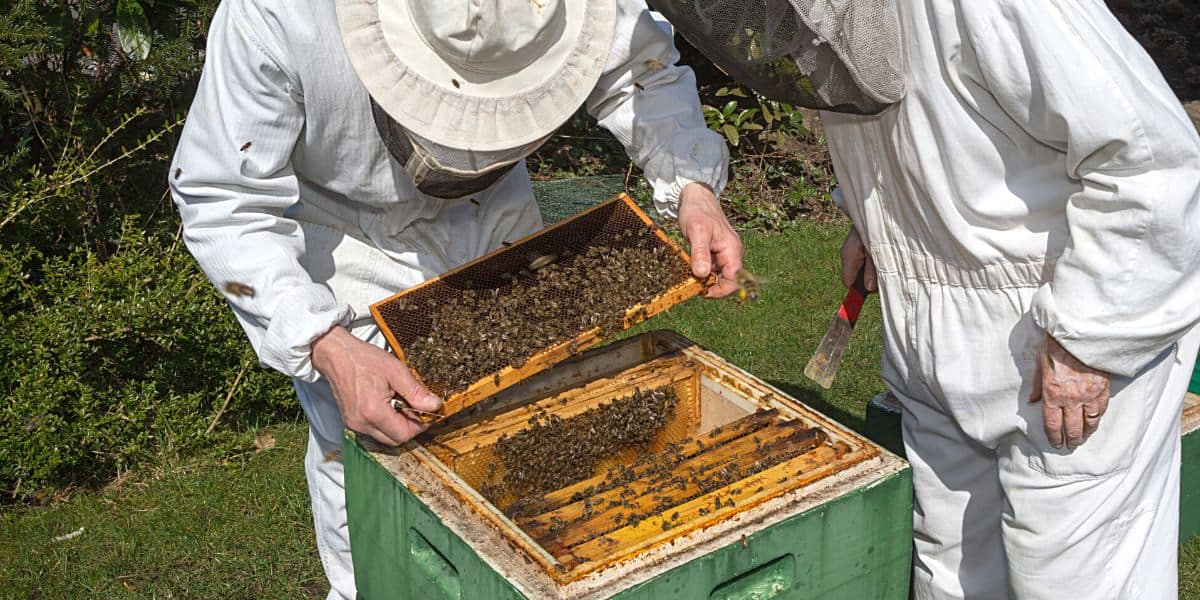 Beekeeping: A Rewarding Yet Challenging Endeavor插图3