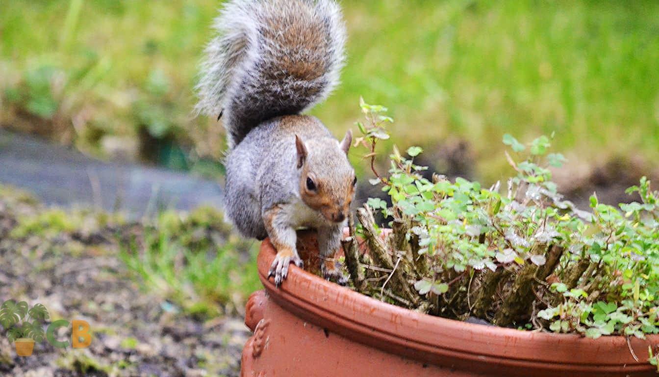 How to Keep Squirrels Out of Flower Pots: Protecting Your Plants from Unwanted Guests插图2
