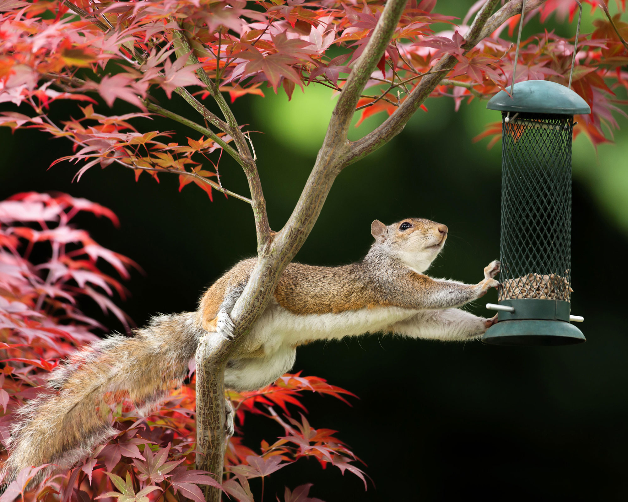 How to Keep Squirrels Out of Flower Pots: Protecting Your Plants from Unwanted Guests插图3
