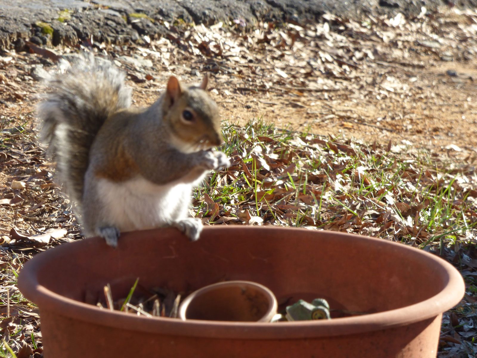 How to Keep Squirrels Out of Flower Pots: Protecting Your Plants from Unwanted Guests插图4