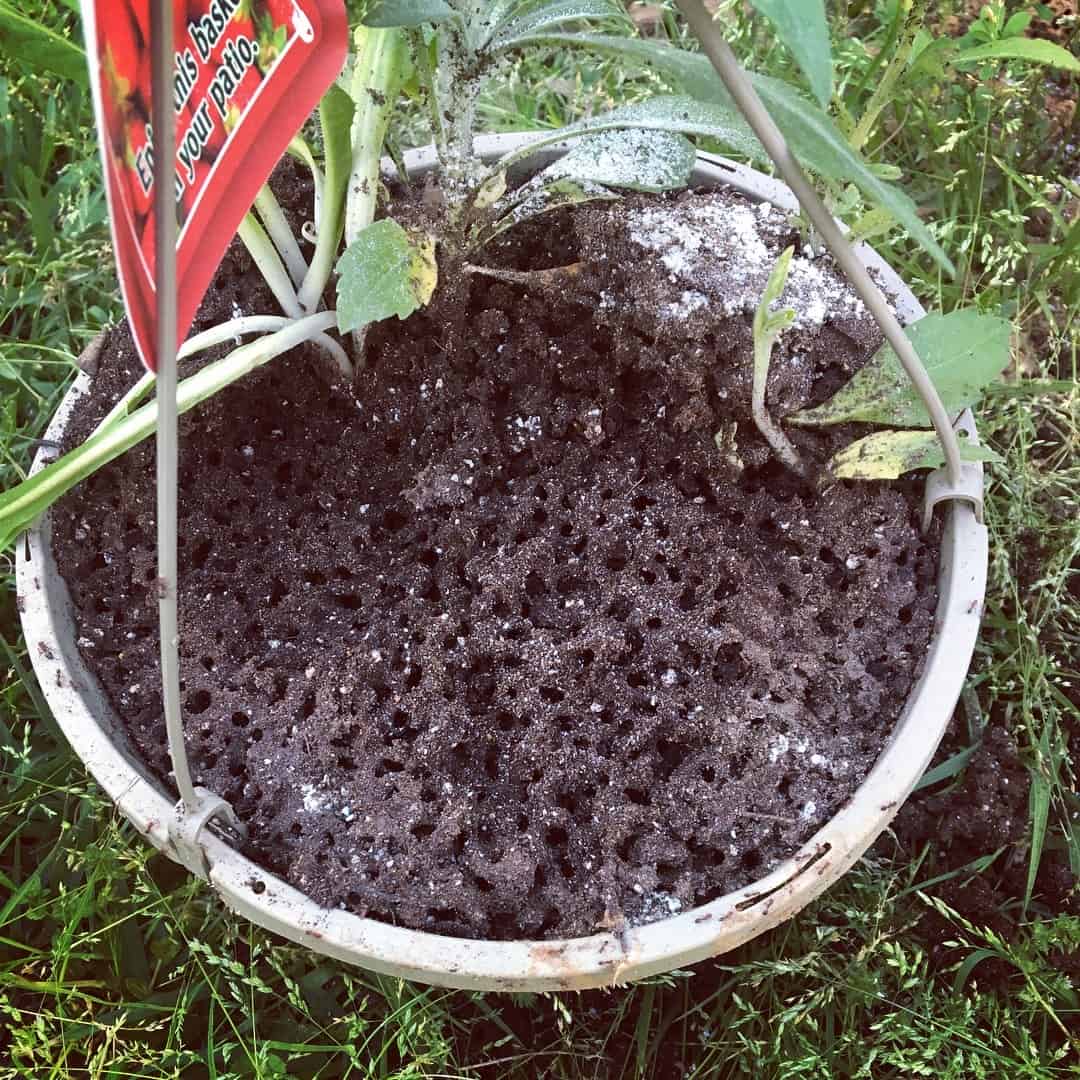 how to get rid of ants in flower pots