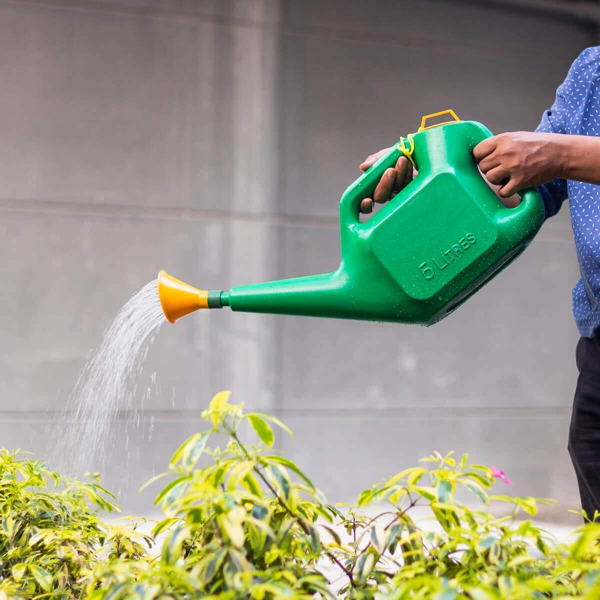 watering can for plants