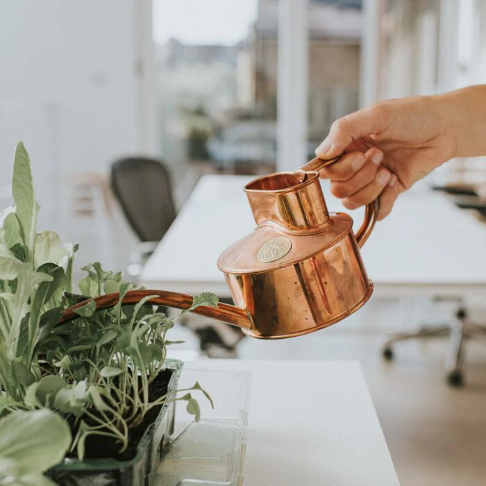 best watering can for indoor plants